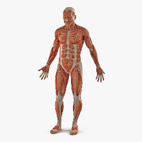 Male Anatomy Muscular System 3D model